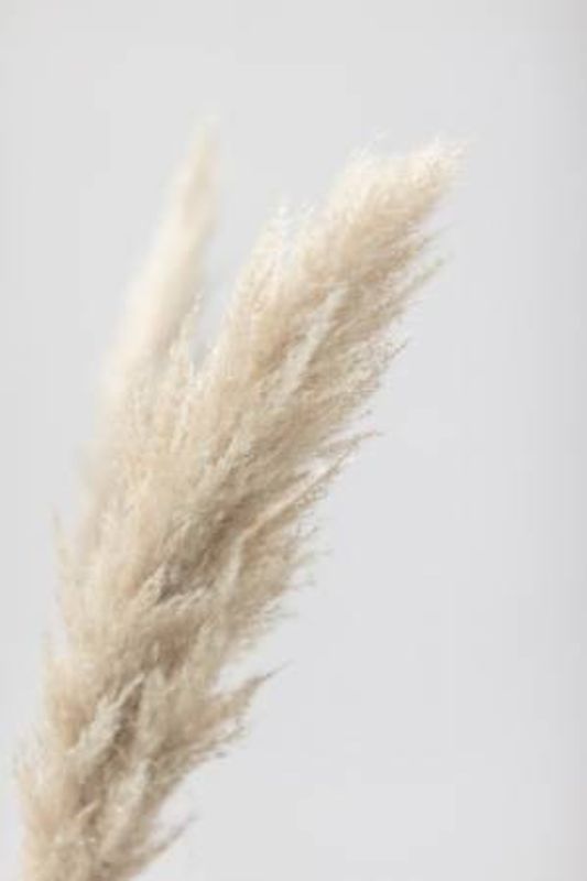 Pampas Grass Grey 07