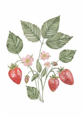 Strawberry illustration