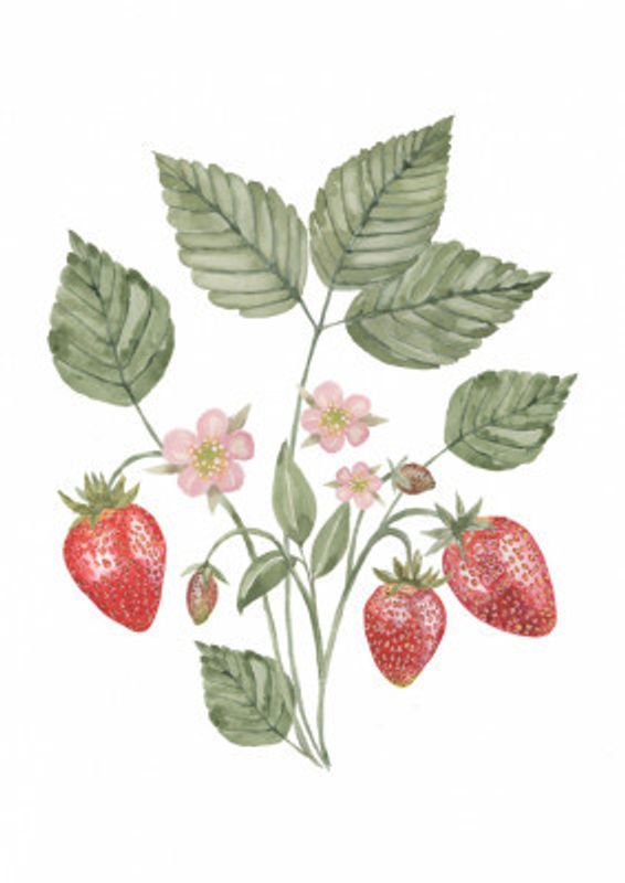 Strawberry illustration