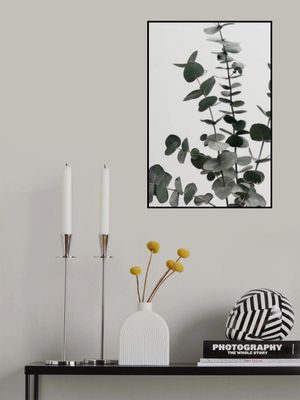 Eucalyptus Natural 07