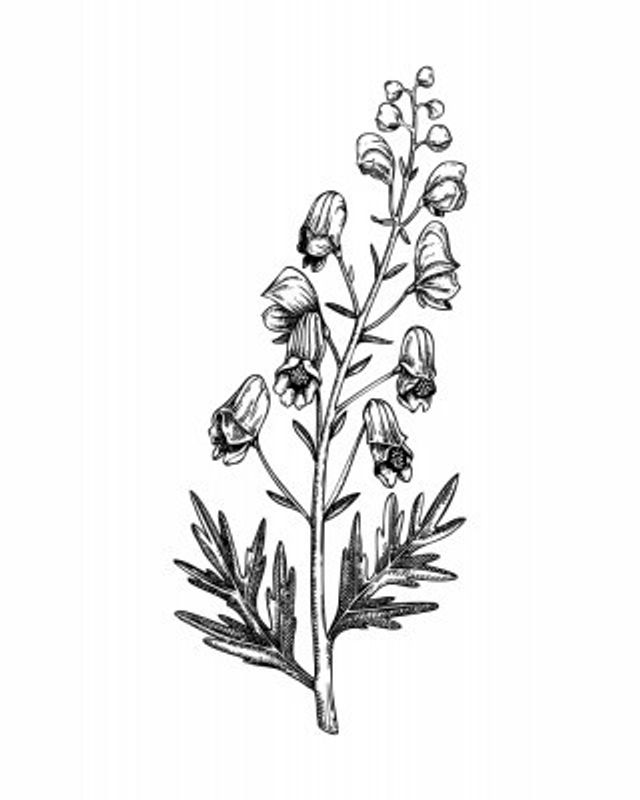 Aconite, Wolfsbane (Aconitum)