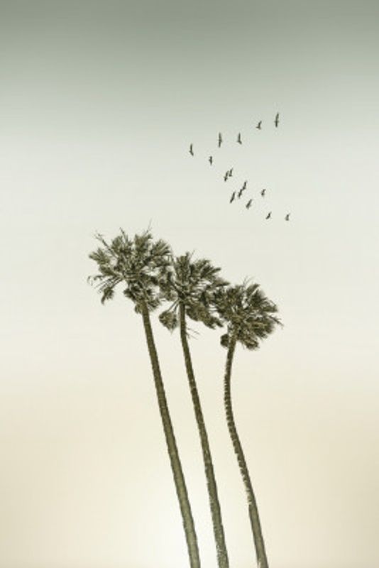 Vintage minimalist palm trees &amp; sunset