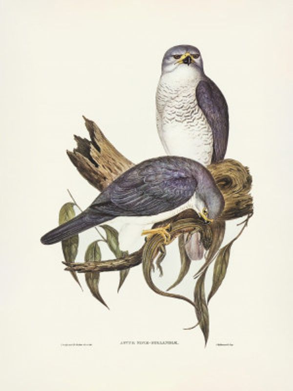 New Holland Goshawk