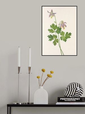 Shortspur Columbine From North American Wildflowers (1925) By Mary Vaux Walcott