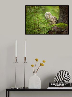 Ural Owl
