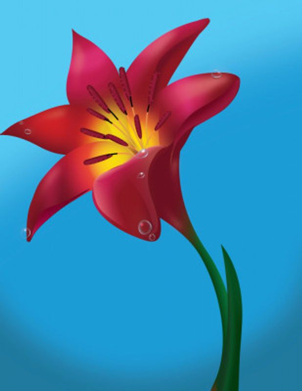 Lily Flower