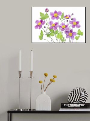 Anemone 'Hadspen Abundance'