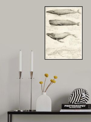Sketches Of Various Whale