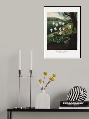 The Persian Cyclamen from The Temple of Flora (1807)