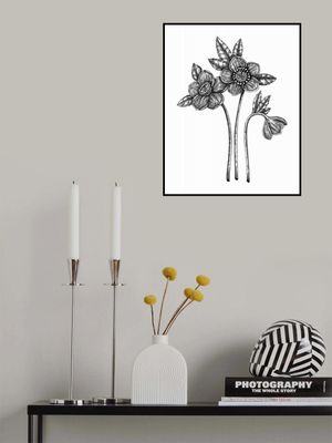 Black Hellebore (Helleborus niger)