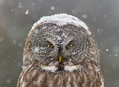 Great Grey Owl Winter Portrait