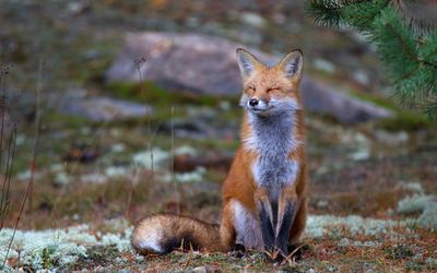 Fox Zen - Algonquin Park