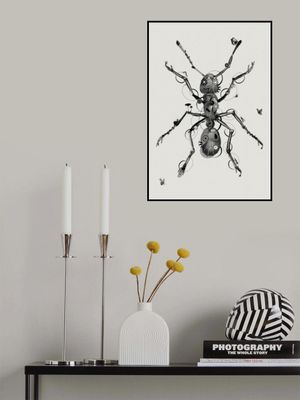 Ant