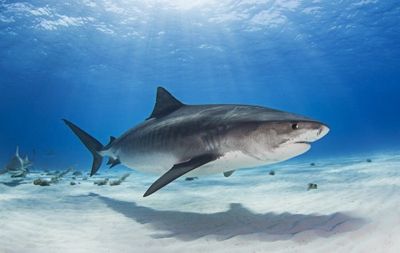 Notch - the Tiger Shark