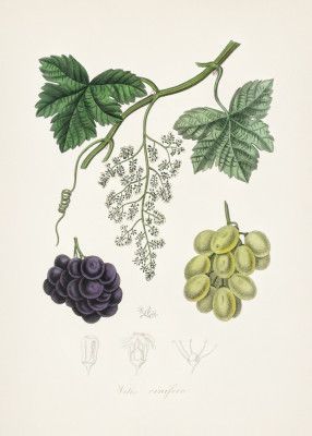 Common Grape Vine (vitis Vinifera) Medical Botany