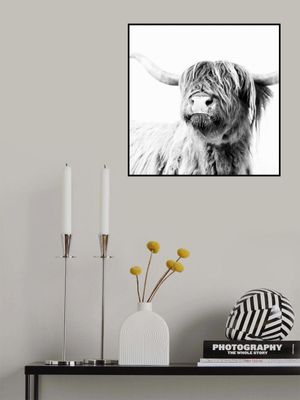 Highland Cattle Frida