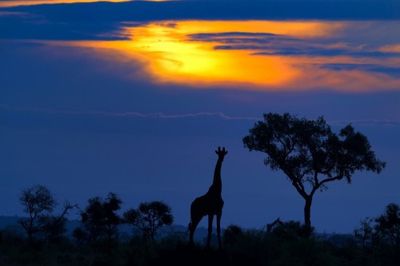A Giraffe at Sunset