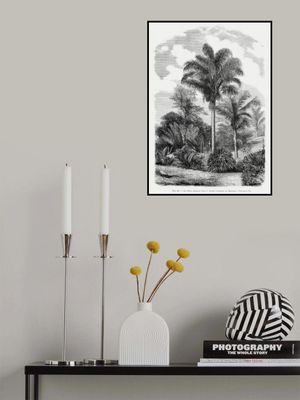 Vintage Palm Tree Drawing Vi