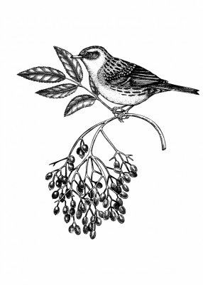 Wildlife Poster - Bird on elderberry branch in vinatge style