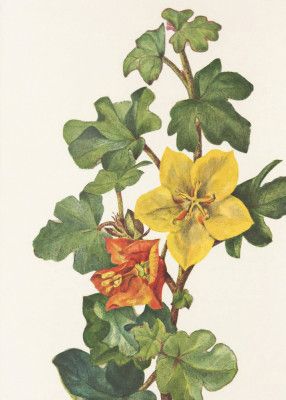 Mexican Fremontia From North American Wildflowers (1925) By Mary Vaux Walcott