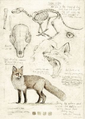 Fox Anatomy Illustration