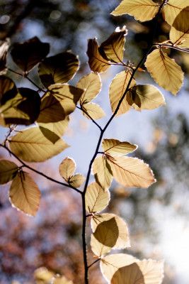 Backlit Golden Leaves