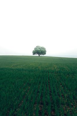 The lonely oak tree