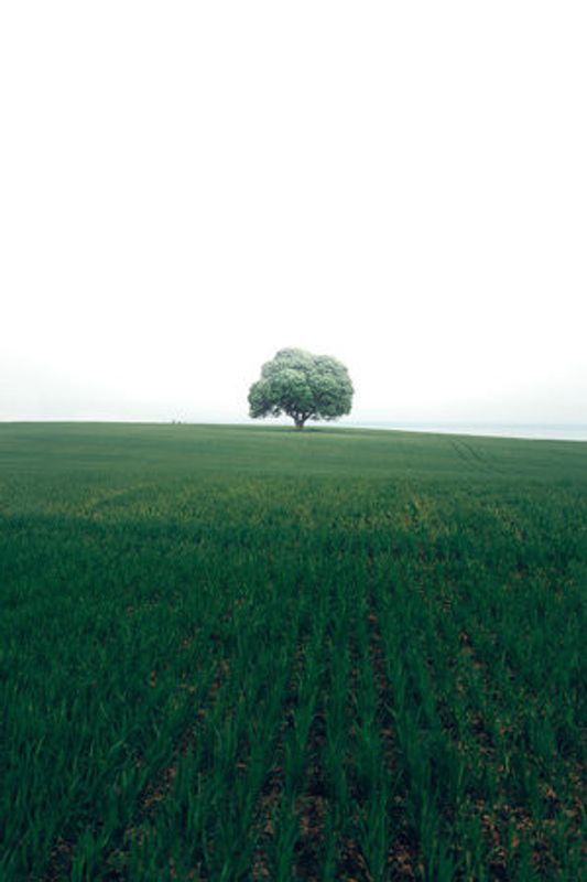 The lonely oak tree