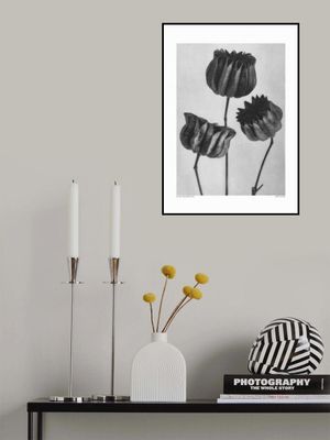 Abutilon (Lime Mallow