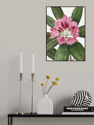 Mountain Rose Bay (1932)