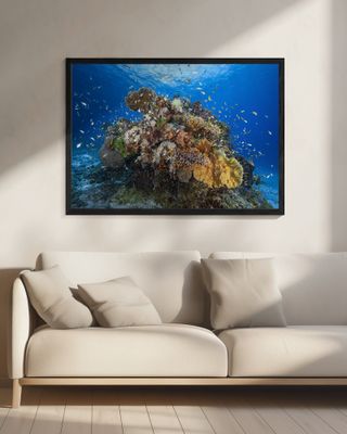 Underwater biodiversity