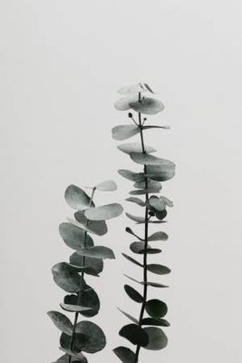 Eucalyptus Natural 03