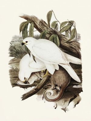 White Goshawk