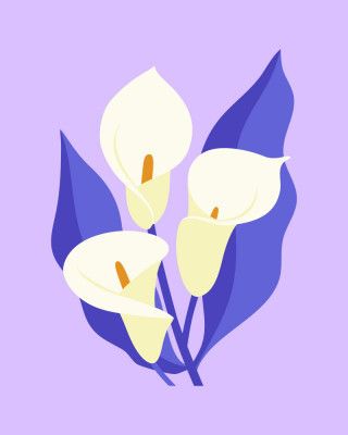 Calla Lilies