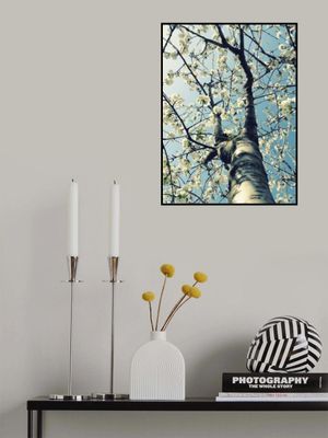 Under the Cherry Tree