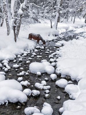 Drinking in snow