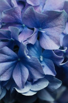 Vibrant Purple Hydrangea Flowers
