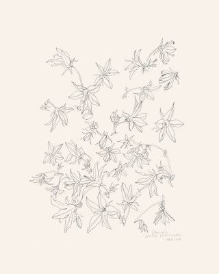 Flowers pencil studies N.1