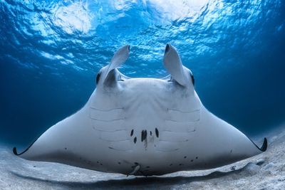 Take Off / Manta Airline