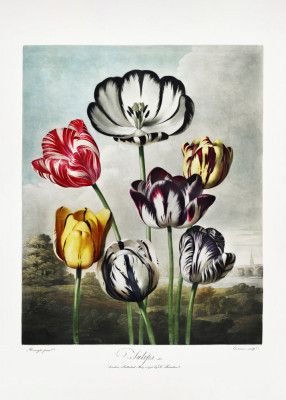 Tulips from The Temple of Flora (1807)