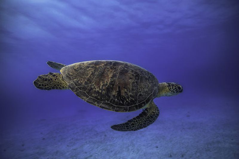 Green turtle in the blue