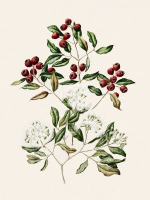 Maire Tawake Drawn By Sarah Featon(1848   1927)