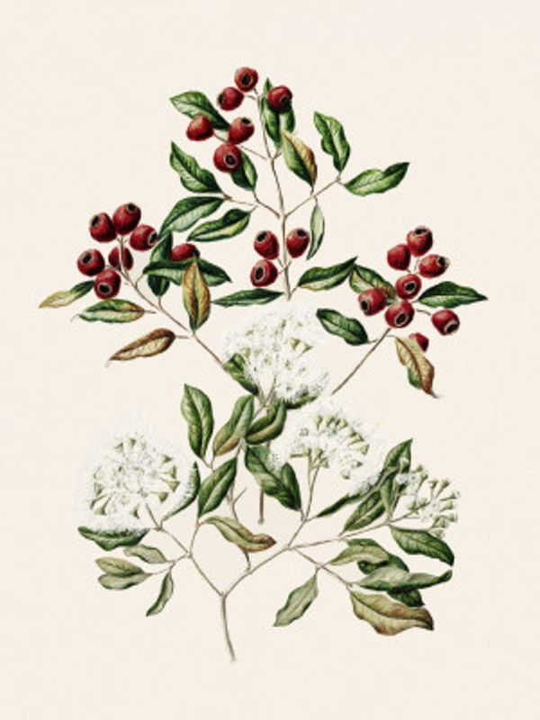 Maire Tawake Drawn By Sarah Featon(1848   1927)