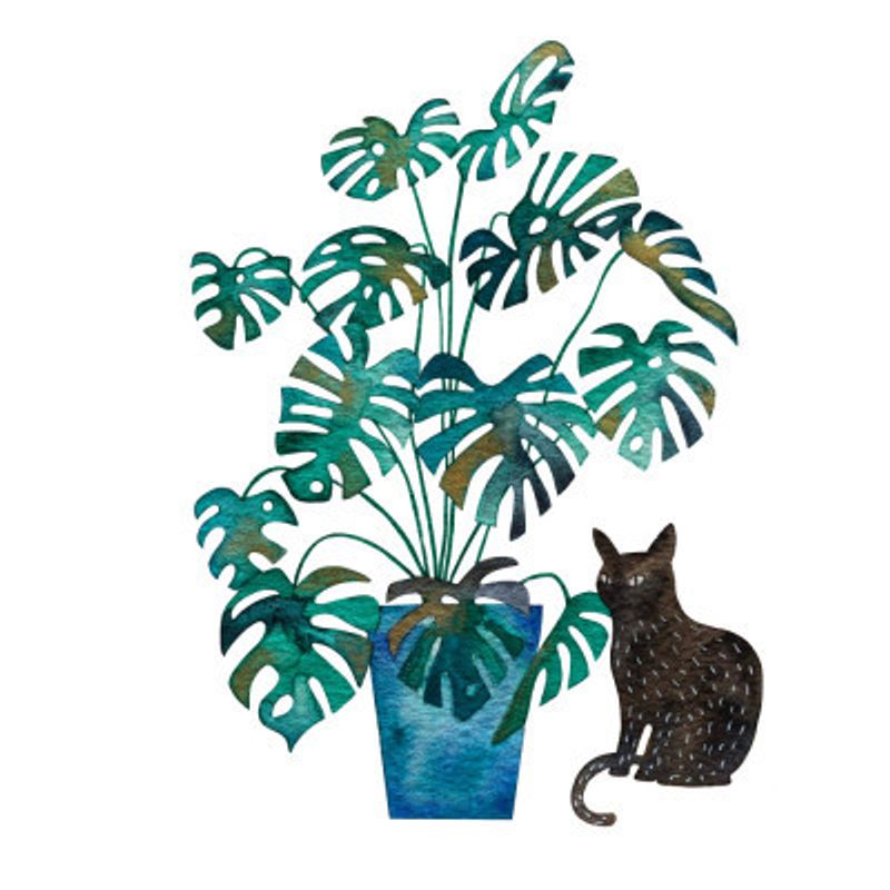 Black Cat With Monstera Plant