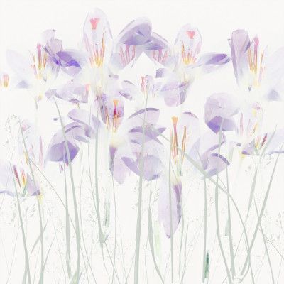 Crocuses in the grass