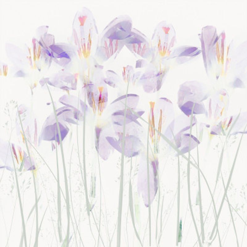 Crocuses in the grass