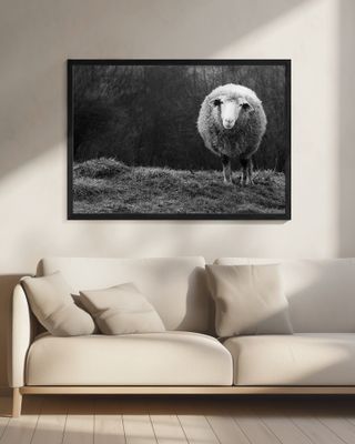 Wondering sheep