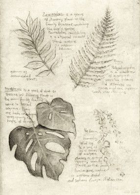 Pencil Sketches Of Various Plant Leaves