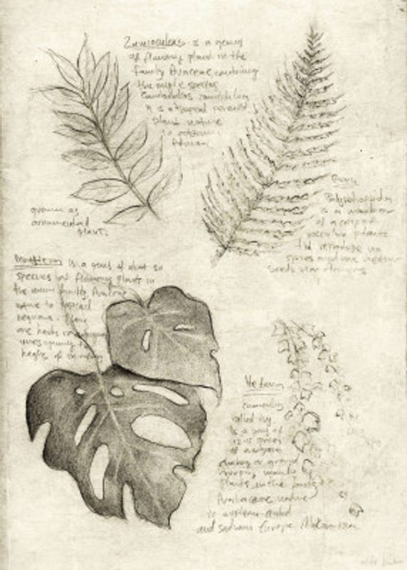 Pencil Sketches Of Various Plant Leaves