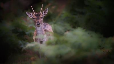 Young Fallow Deer